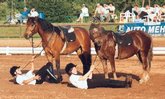 liegende Kinder vor Ponies