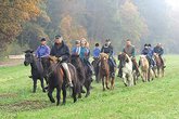 Islandponies